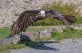 gypaete-a74n_05966