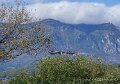 gypaete-a74n_05968