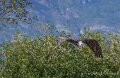 gypaete-a74n_05989
