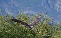 gypaete-a74n_06005
