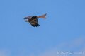 milan-a74n_05884