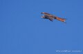 milan-royal-a74n_05894