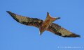 milan-royal-a74n_05897-Topaz