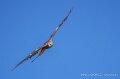milan-royal-a74n_05901