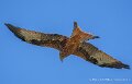 milan-royal-a74n_05902