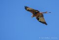 milan-royal-a74n_05903