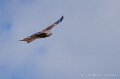 milan-royal-a74n_05905