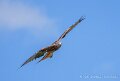 milan-royal-a74n_05906
