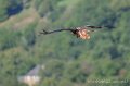 milan-royal-a74n_05909