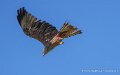 milan-royal-a74n_05911-Topaz