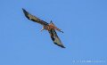 milan-royal-a74n_05914-Topaz