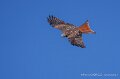 milan-royal-a74n_05918-Topaz
