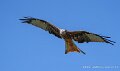 milan-royal-a74n_05922-Topaz