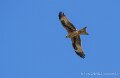 milan-royal-a74n_05925