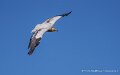 percnoptere-a74n_05888