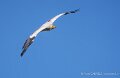 percnoptere-a74n_05889