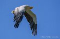 percnoptere-a74n_05891-Topaz