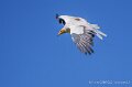 percnoptere-a74n_05892