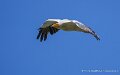 percnoptere-a74n_05893