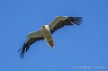 percnoptere-a74n_05916