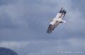 percnoptere-a74n_05926