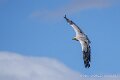 percnoptere-a74n_05927