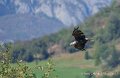 pygargue-a74n_05874-Topaz
