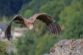 vautour-a74n_05986