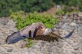 vautour-a74n_05994