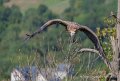 vautour-a74n_06001
