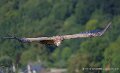 vautour-a74n_06010