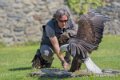 pygargue-jloup-A7V_00330