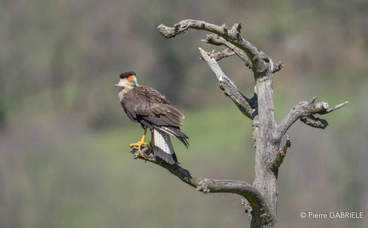 caracara-A7V_00508.jpg