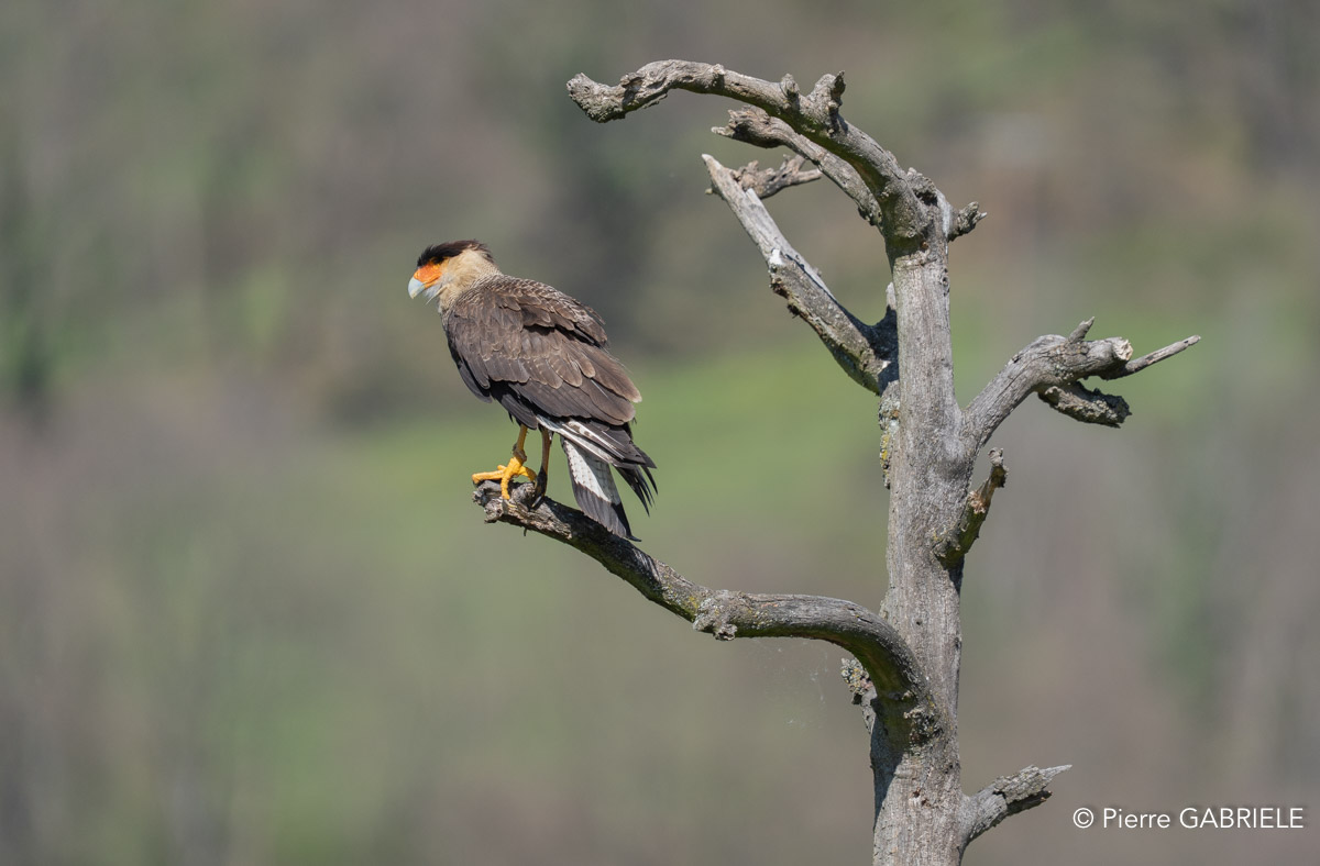 caracara-A7V_00509.jpg