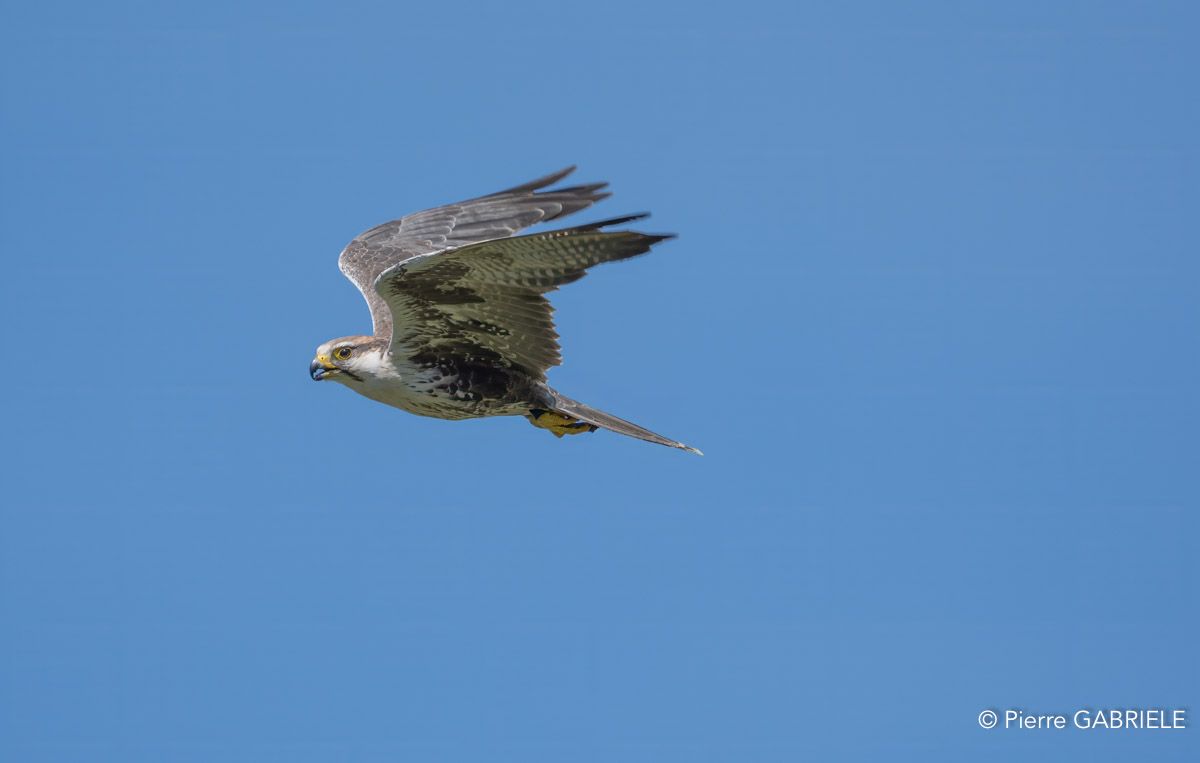 faucon-A7V_00379.jpg