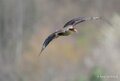 caracara-A7V_00437