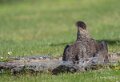 caracara-A7V_00485