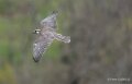 faucon-A7V_00367