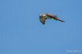 faucon-A7V_00385