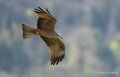 milan-A7V_00496