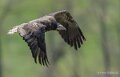 percnoptere-A7V_00445