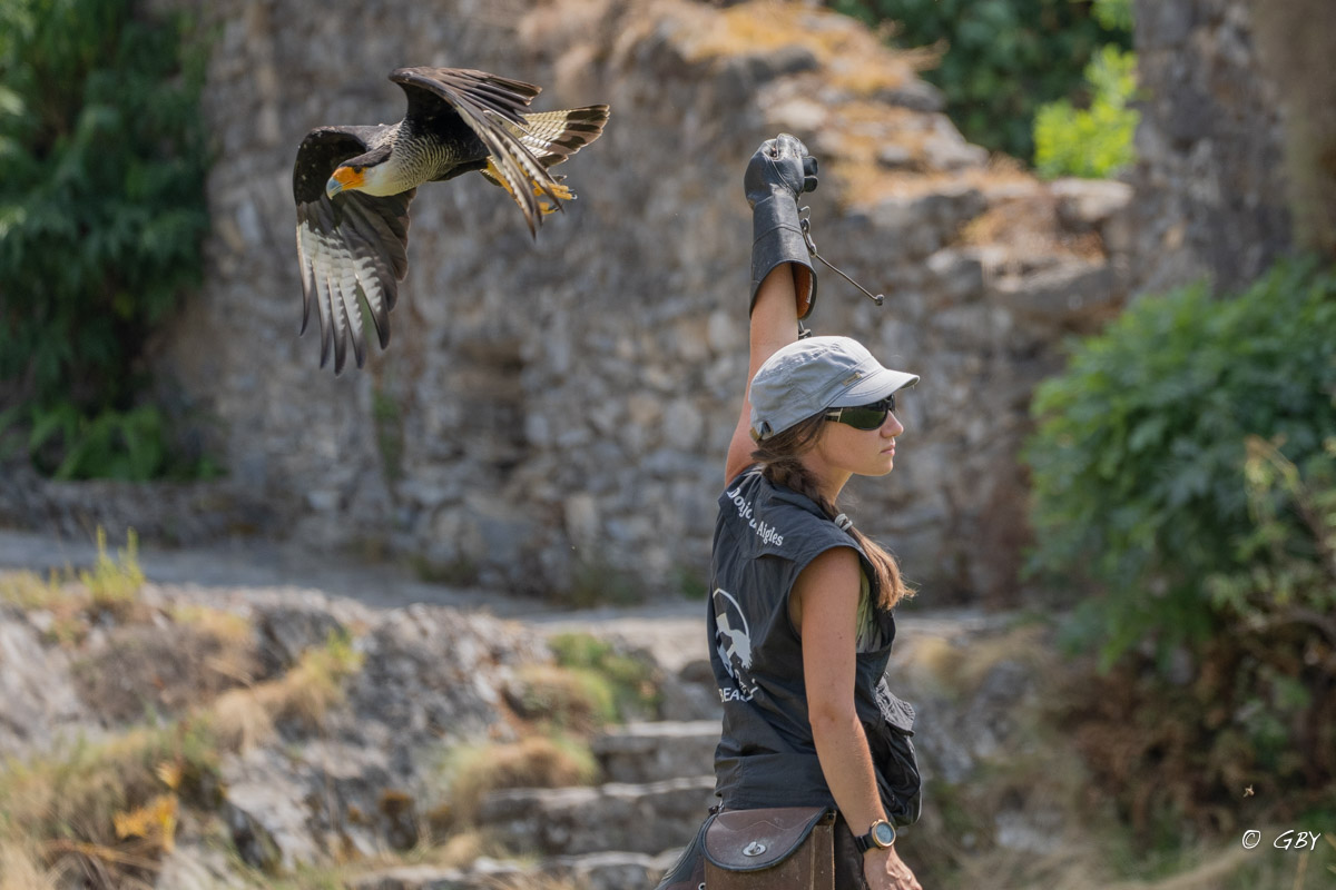 caracara-lea-A7V_02065.jpg