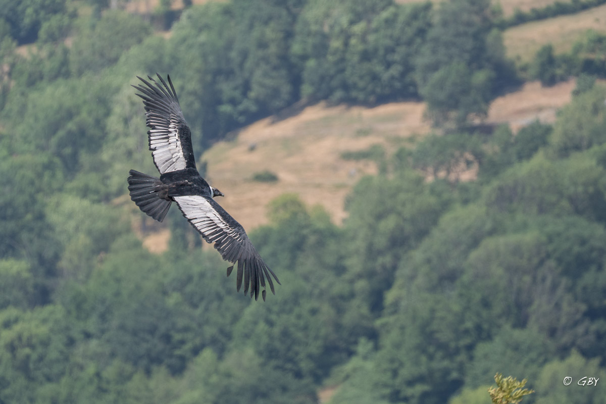 condor-A7V_02129.jpg