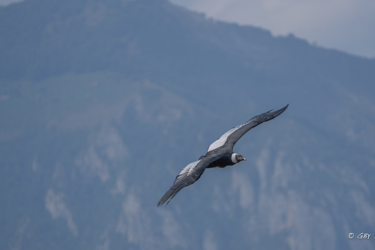 condor-A7V_02136.jpg