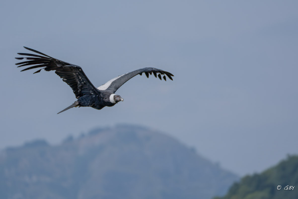 condor-A7V_02137.jpg