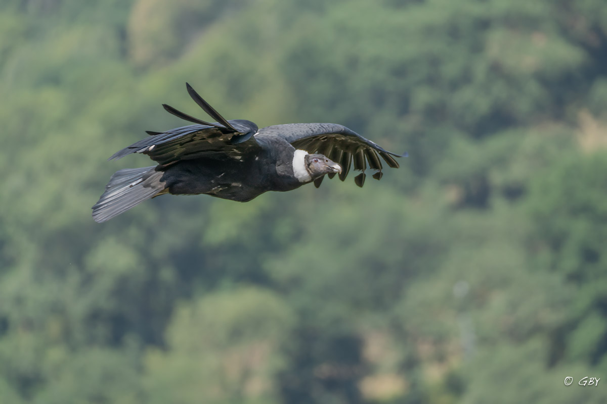 condor-A7V_02139.jpg