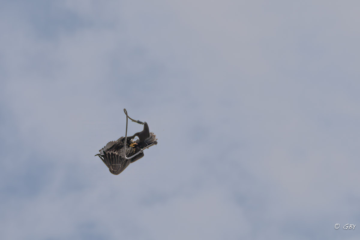 faucon-lanier-A7V_02040.jpg