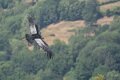 condor-A7V_02129