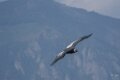 condor-A7V_02136