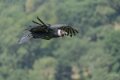 condor-A7V_02139